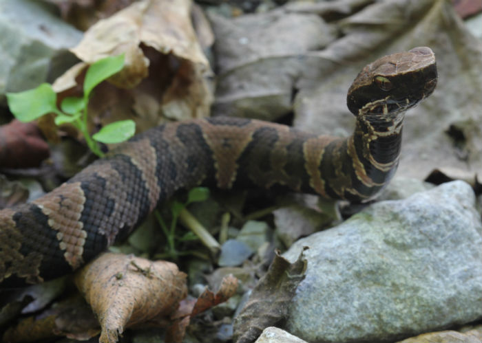 Western Cottonmouth